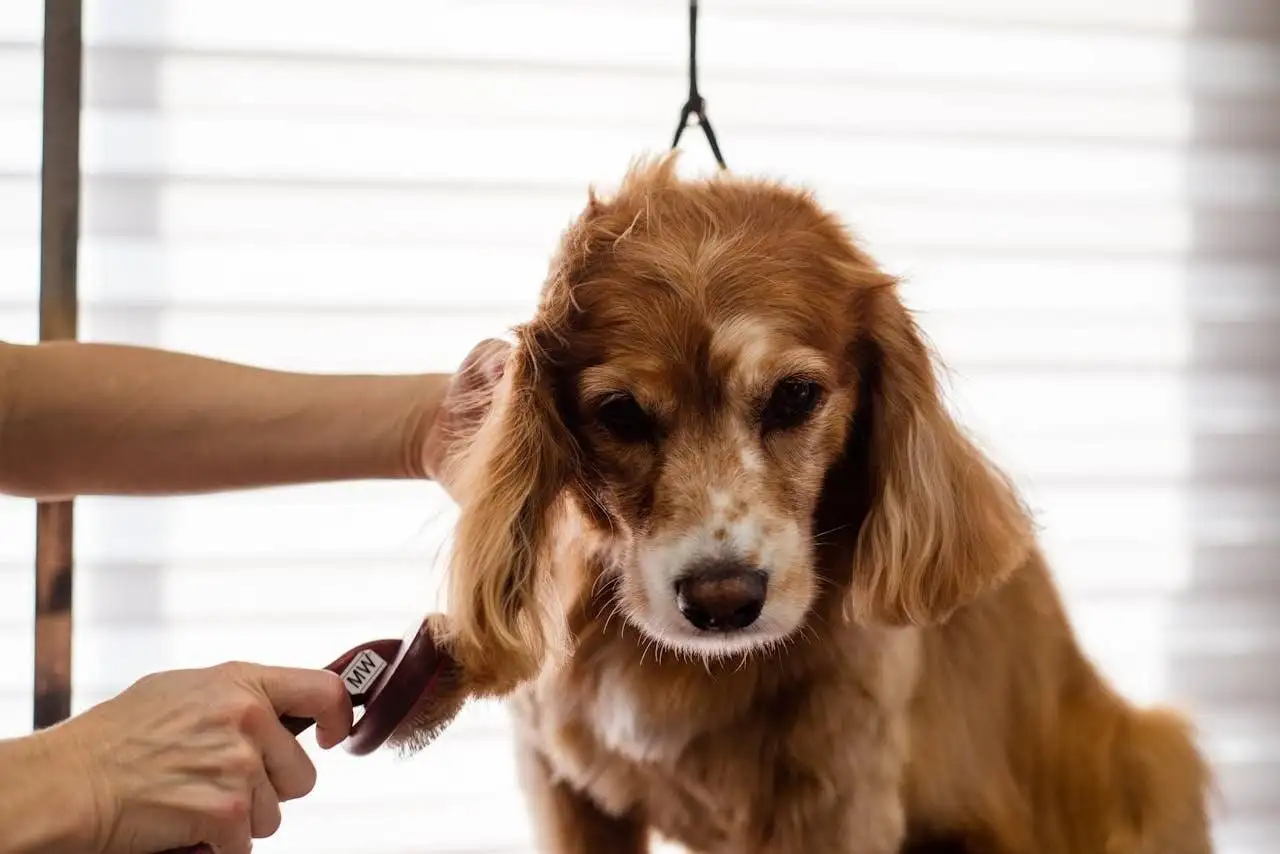 why-choose-us A Cocker Spaniel dog being groomed indoors by a professional groomer.