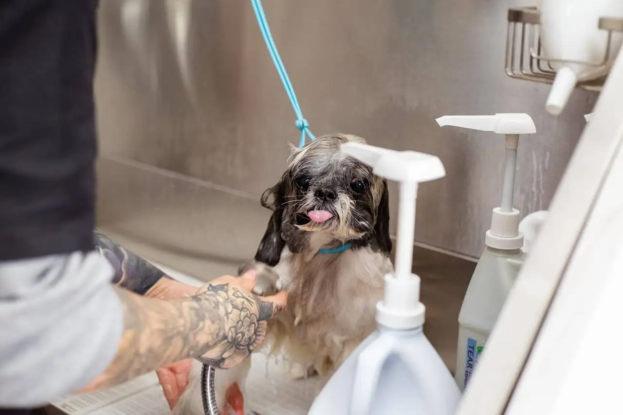 services-01 A Shih Tzu dog being bathed at a pet grooming salon by a tattooed groomer.