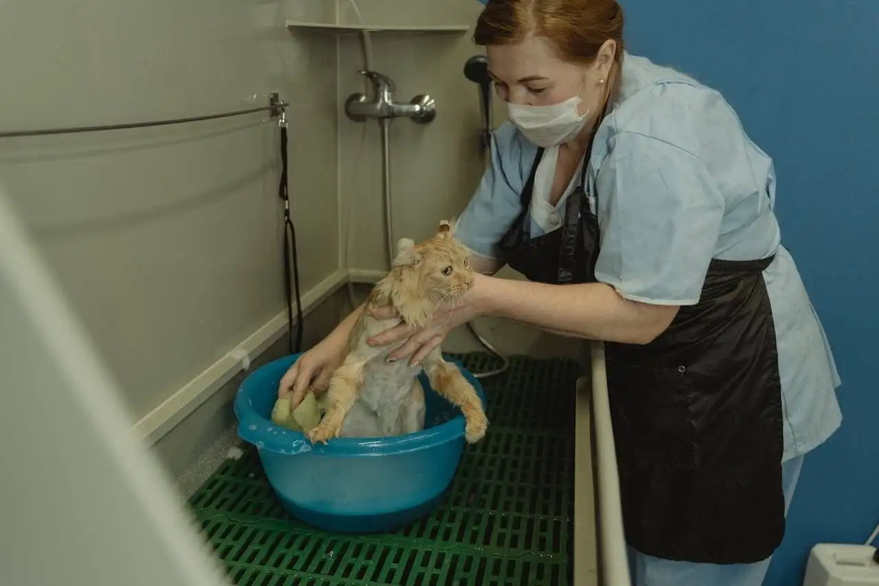 journey A veterinary professional bathes a cat in a clinic setting, showcasing care and support.