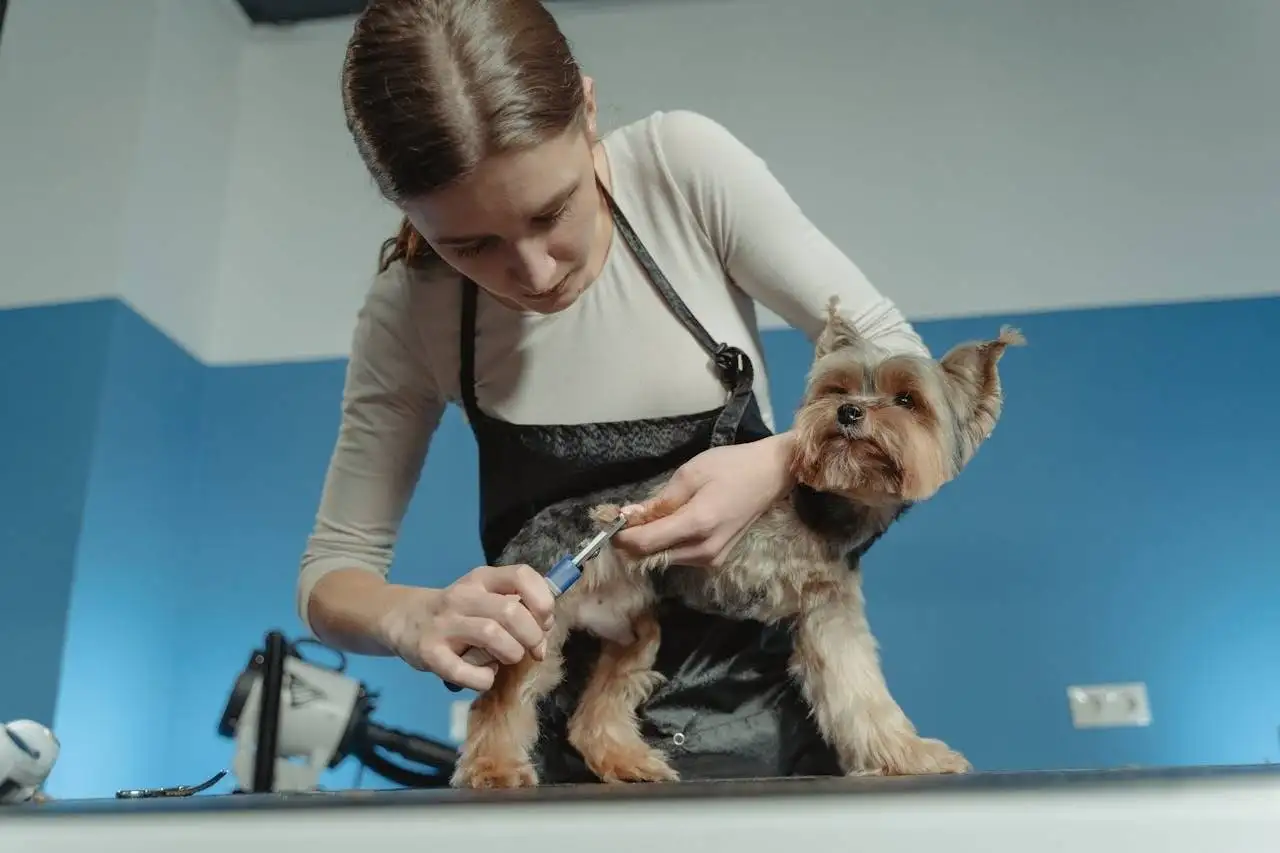 services-02 A female pet groomer trims a terrier dog's fur in an indoor grooming salon.