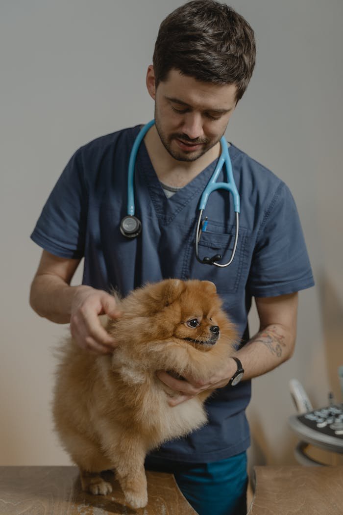 A veterinarian in scrubs with a stethoscope checks a Pomeranian dog indoors.
