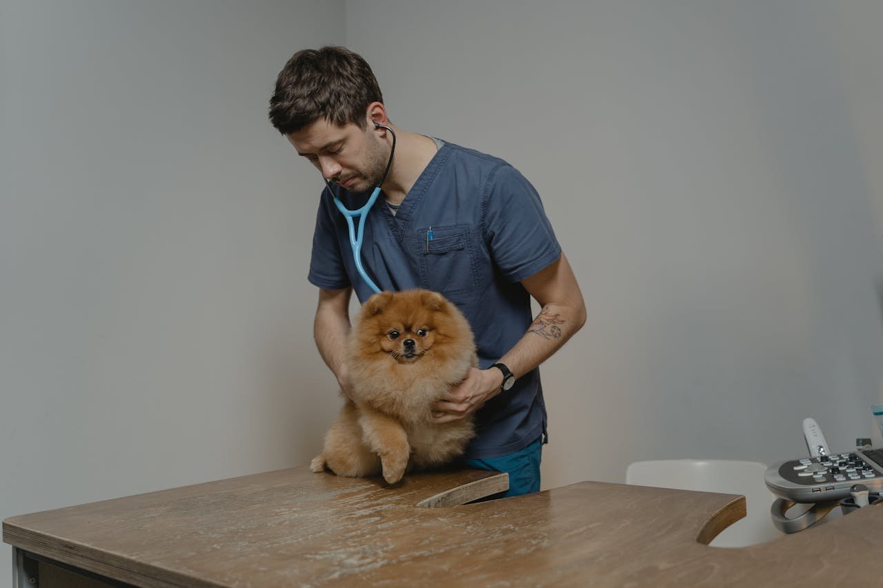 A veterinarian checks a Pomeranian dog using a stethoscope in a clinic setting.