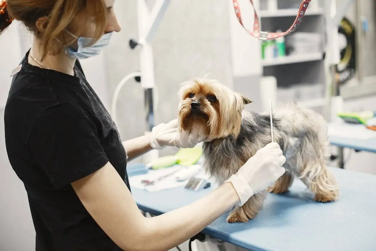 services-03 A veterinarian grooming a Yorkshire Terrier indoors at a clinic.