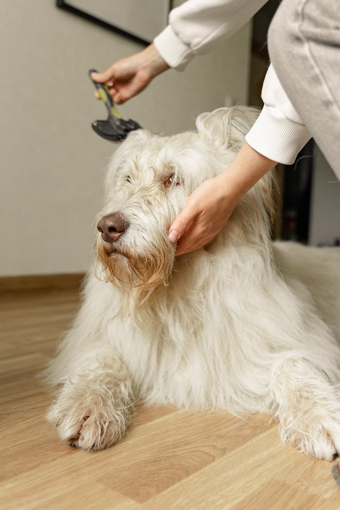 Grooming a calm, fluffy white dog with a brush on a wooden floor indoors.
