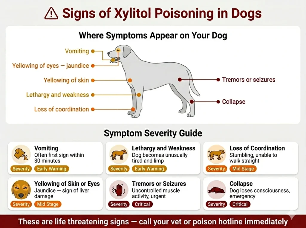 Infographic showing signs of xylitol poisoning