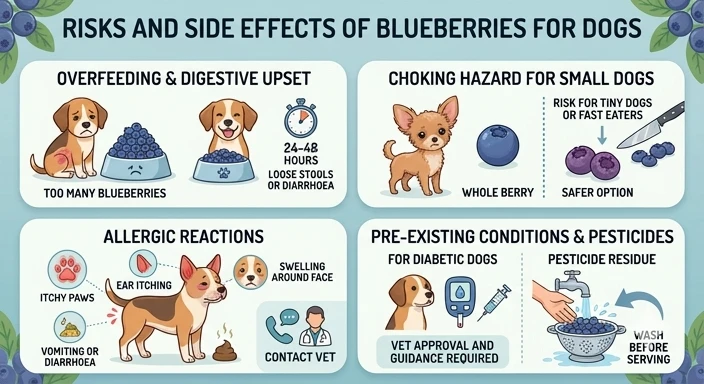 Blueberries risks and side effects for dogs