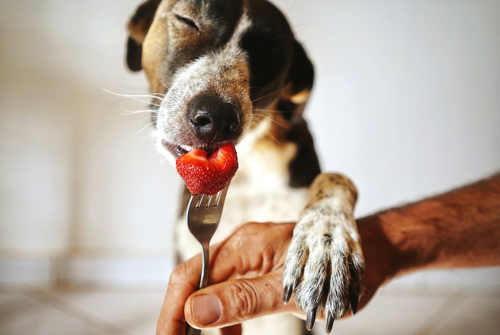 A dog eating an strawberry bite from his owner's hand