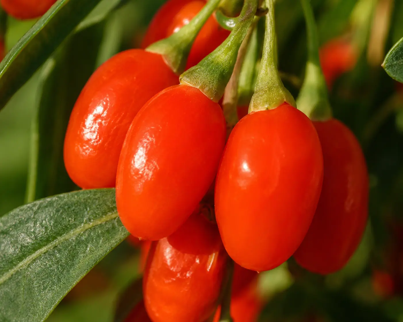 Fresh goji berries growing on the branch