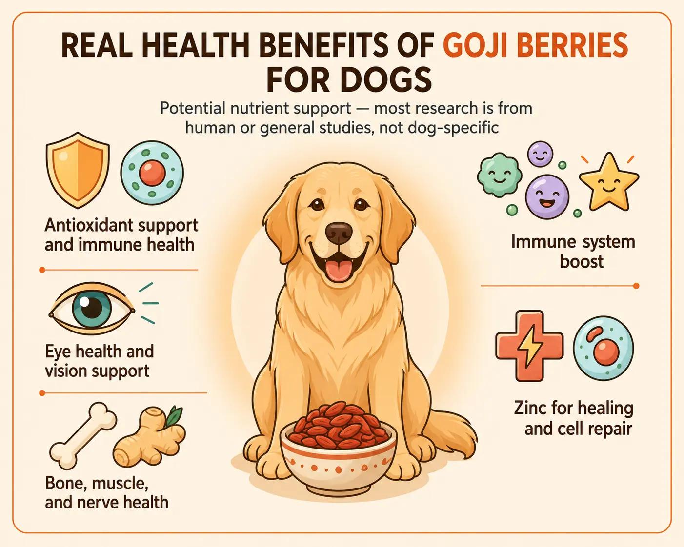 Infographic showing potential health benefits of goji berries for dogs, including antioxidant support, eye health, bone and muscle health, immune support, and zinc for healing, based mostly on human and general research