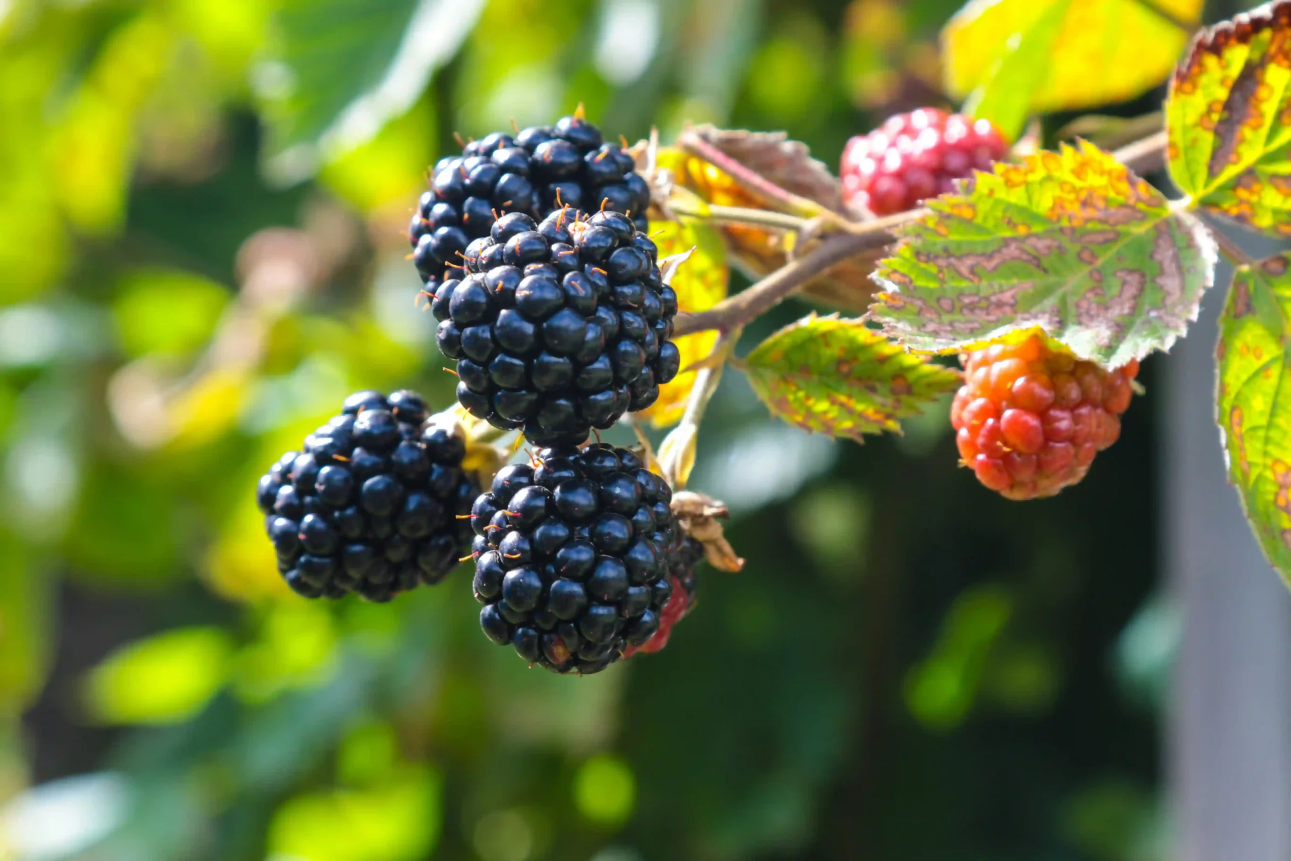 A close-up look at blackberries hanging on a tree