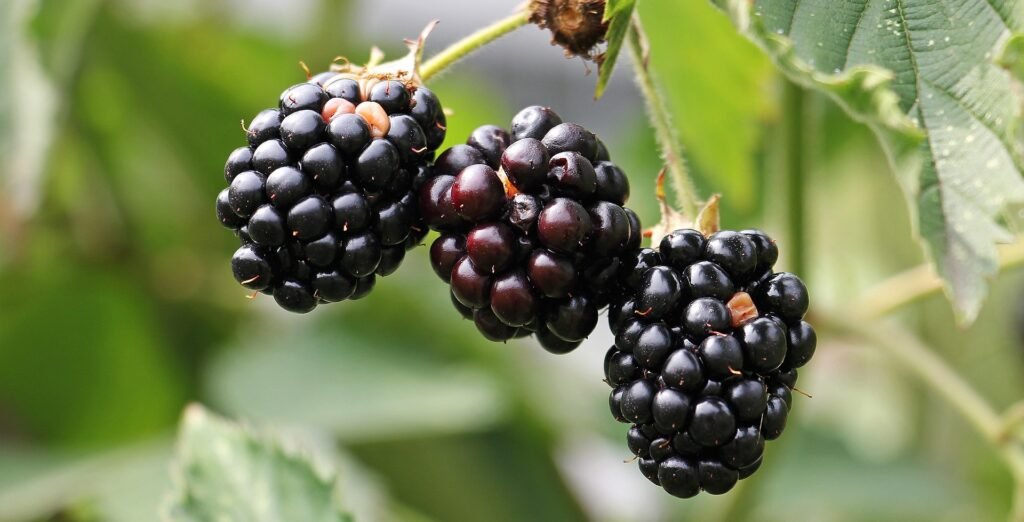 Fresh blackberries on green vine