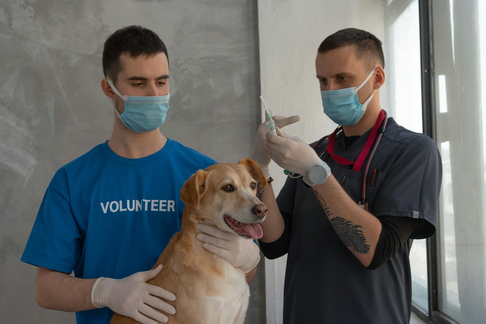 Volunteers are injecting rabies vaccine into a dog