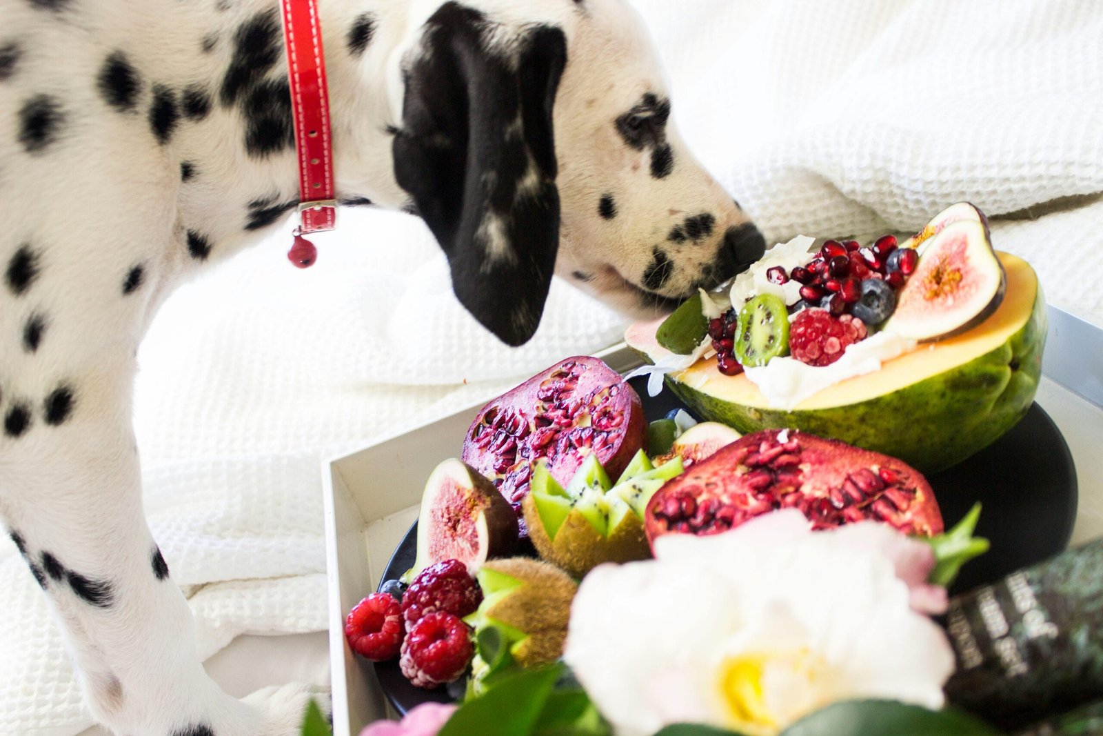 A healthy dog smelling fresh fruits