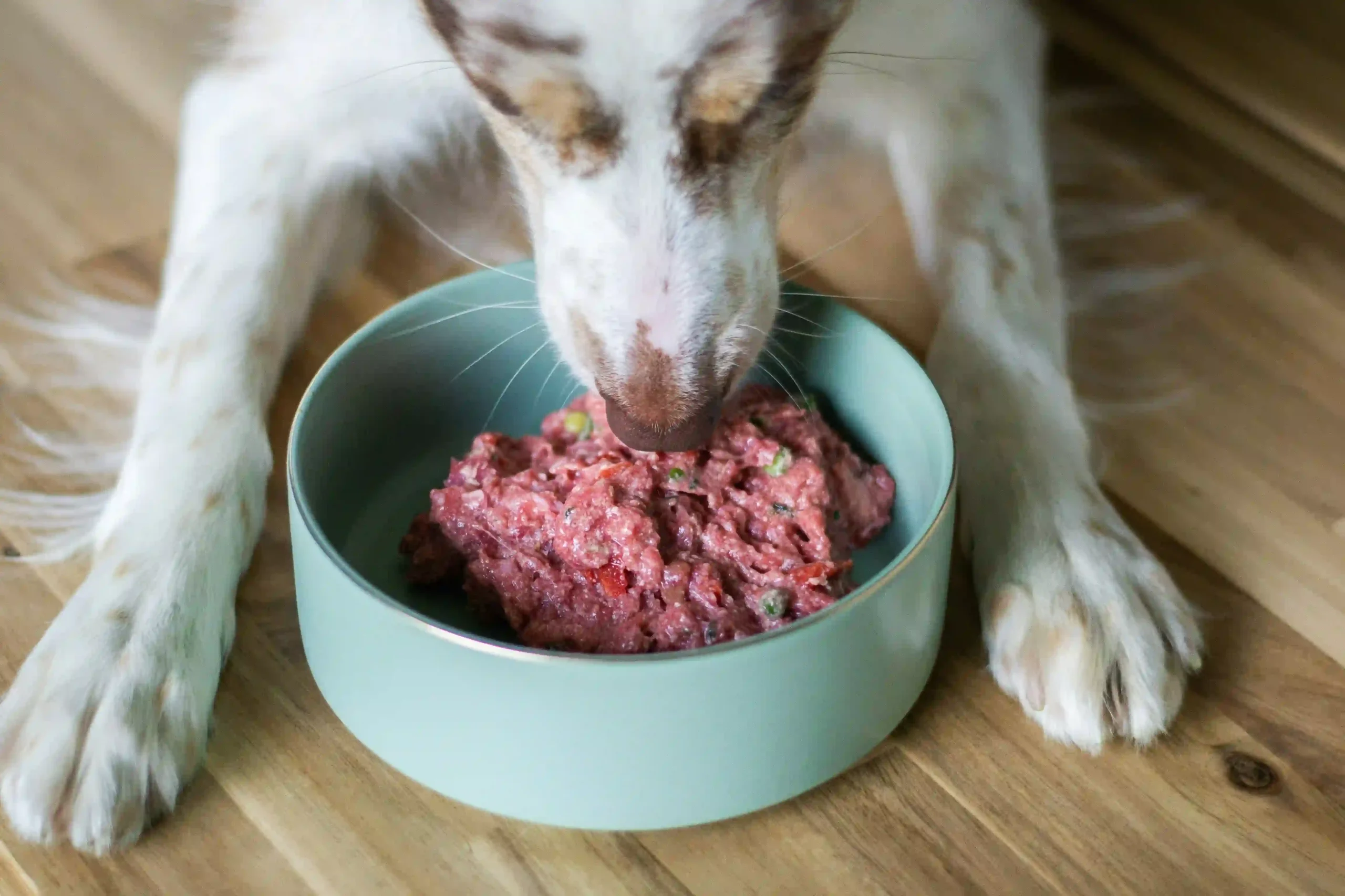 Dog eating raw meat showing potential worm infection risk