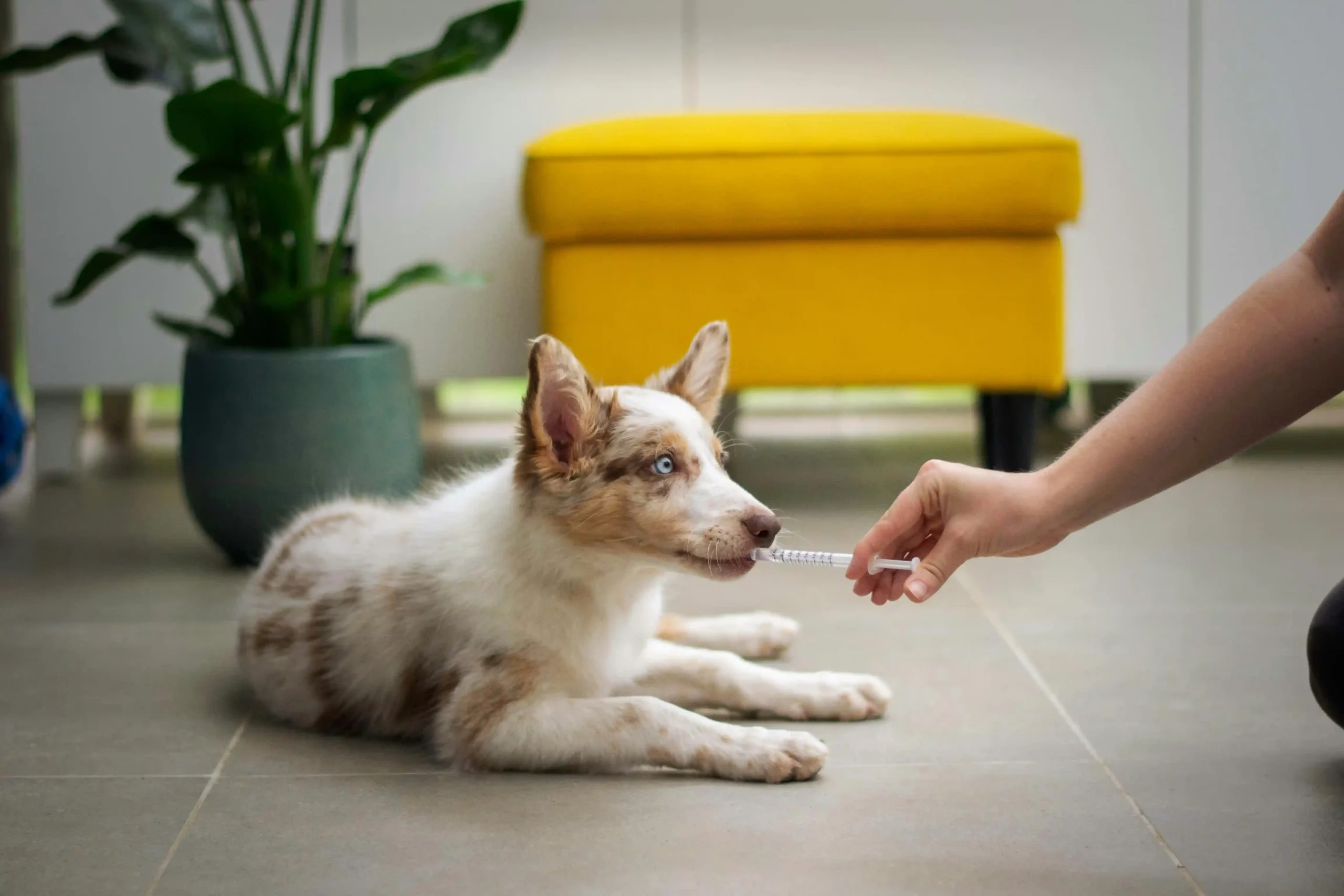 A veterinarian giving a medicine to a dog orally