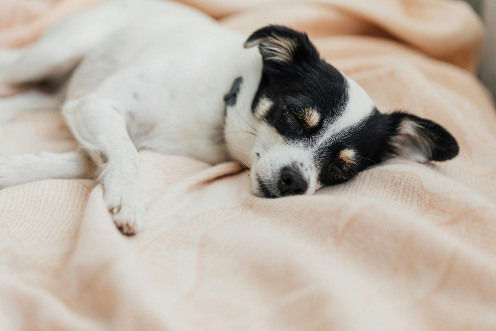 A dog sleeping calmly on the soft bed
