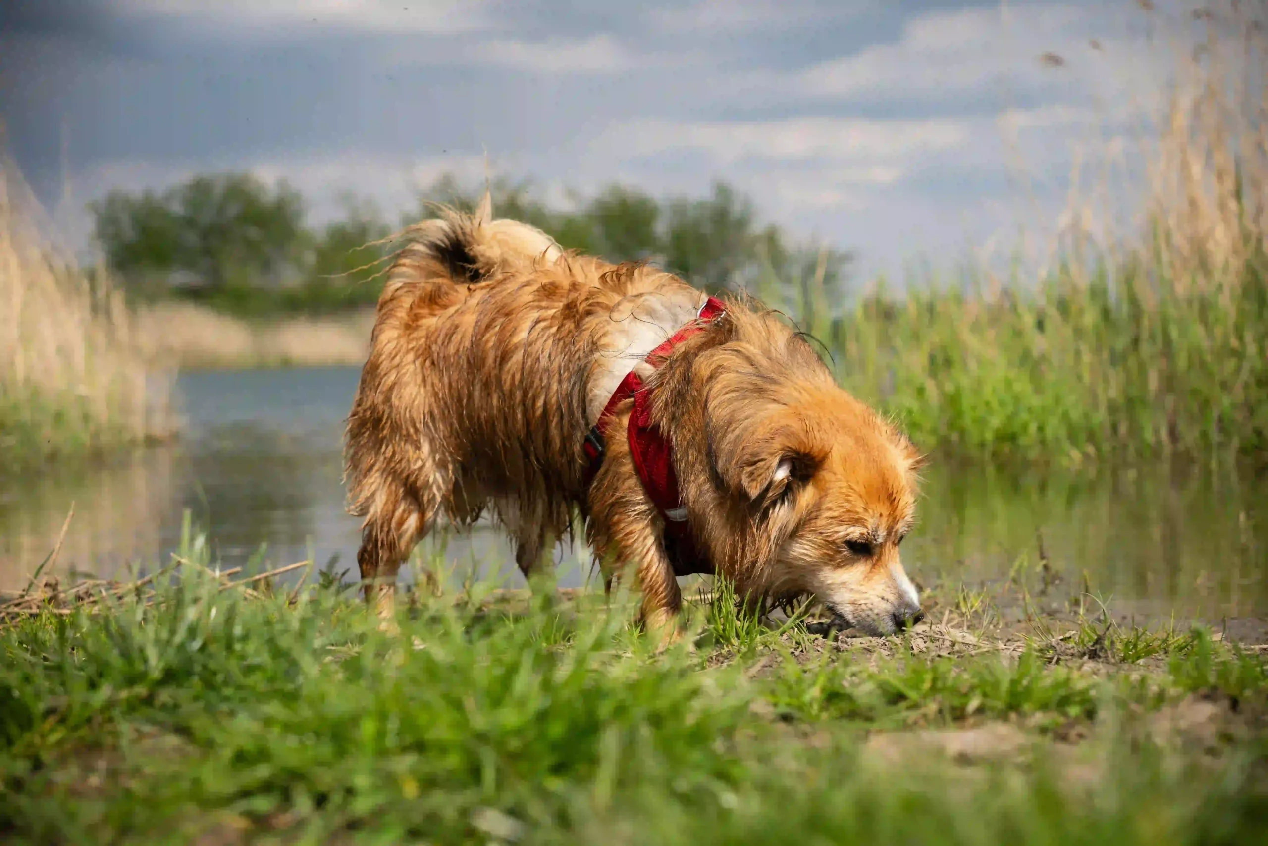 A wet dog eating worms from the grass after rain
