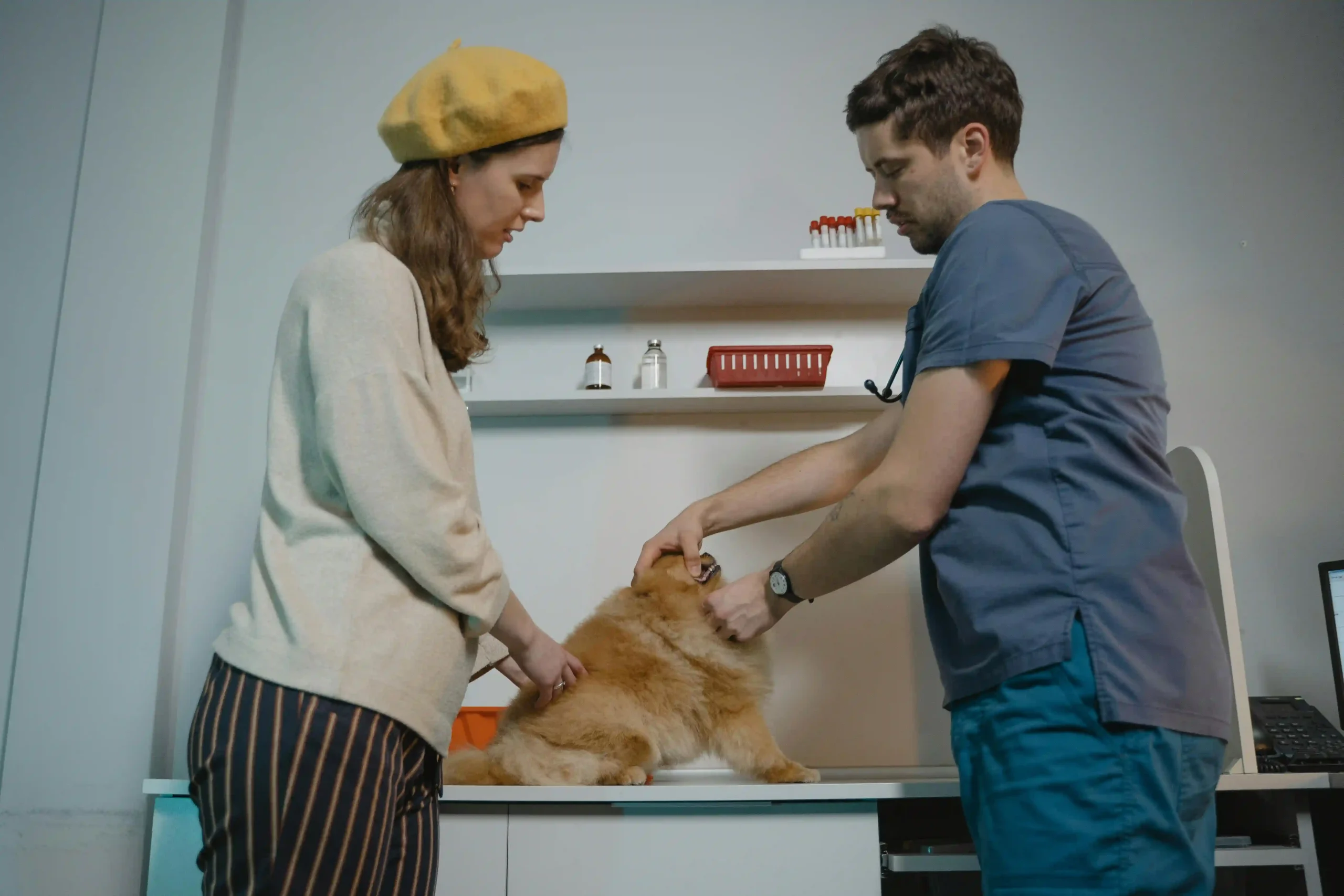 A veterinarian and a woman examine a dog in a clinic.