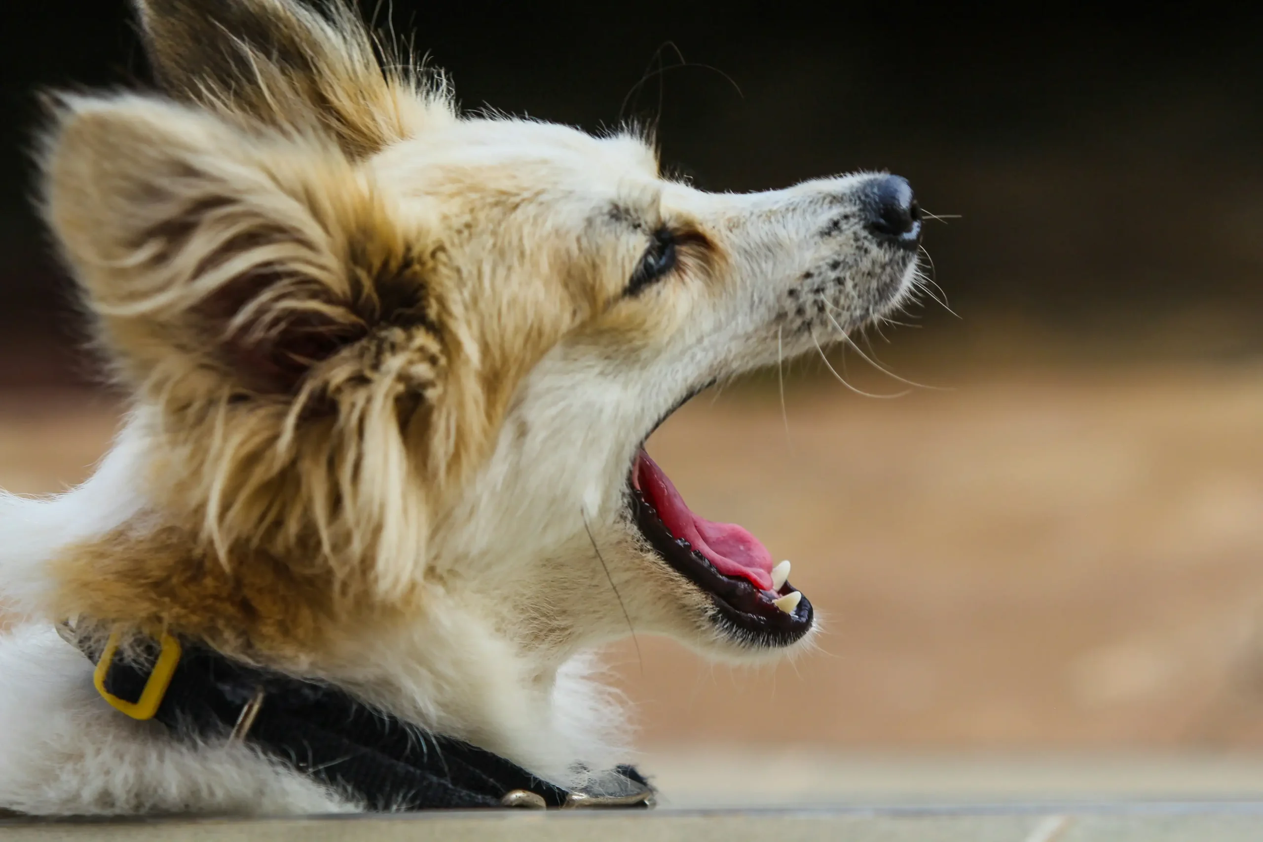 A dog barking due to stress