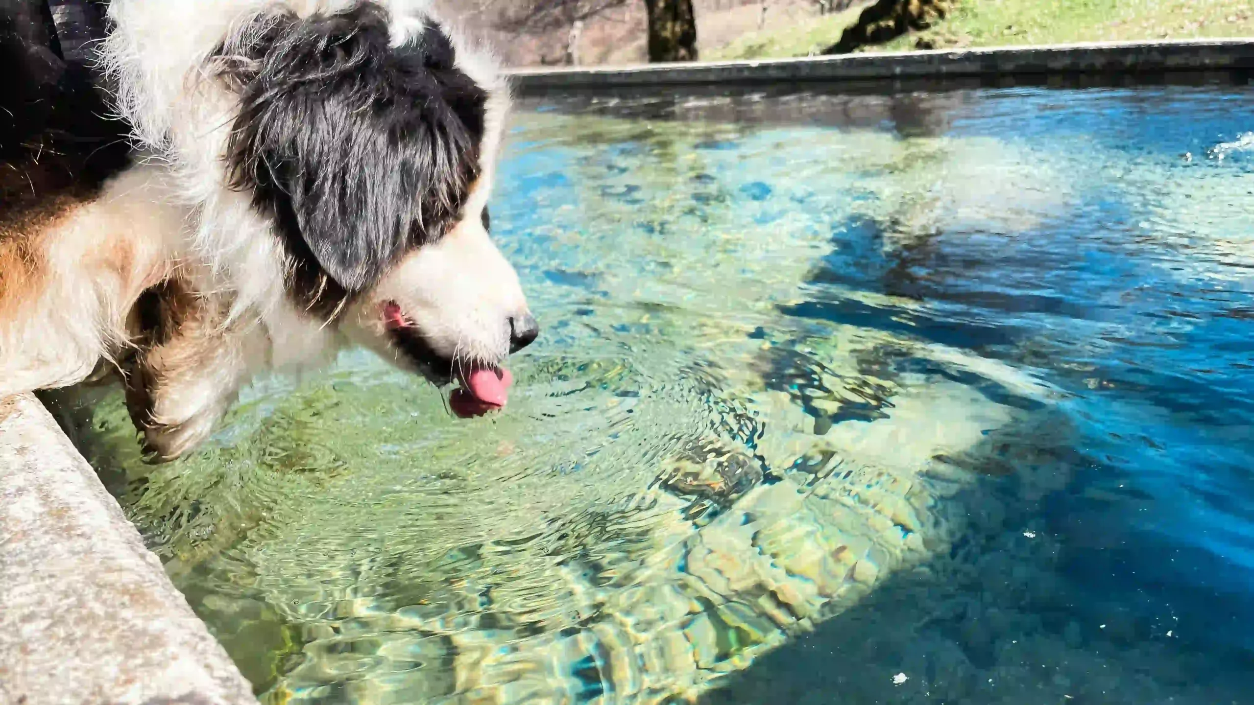 Thirsty dog standing next to the water
