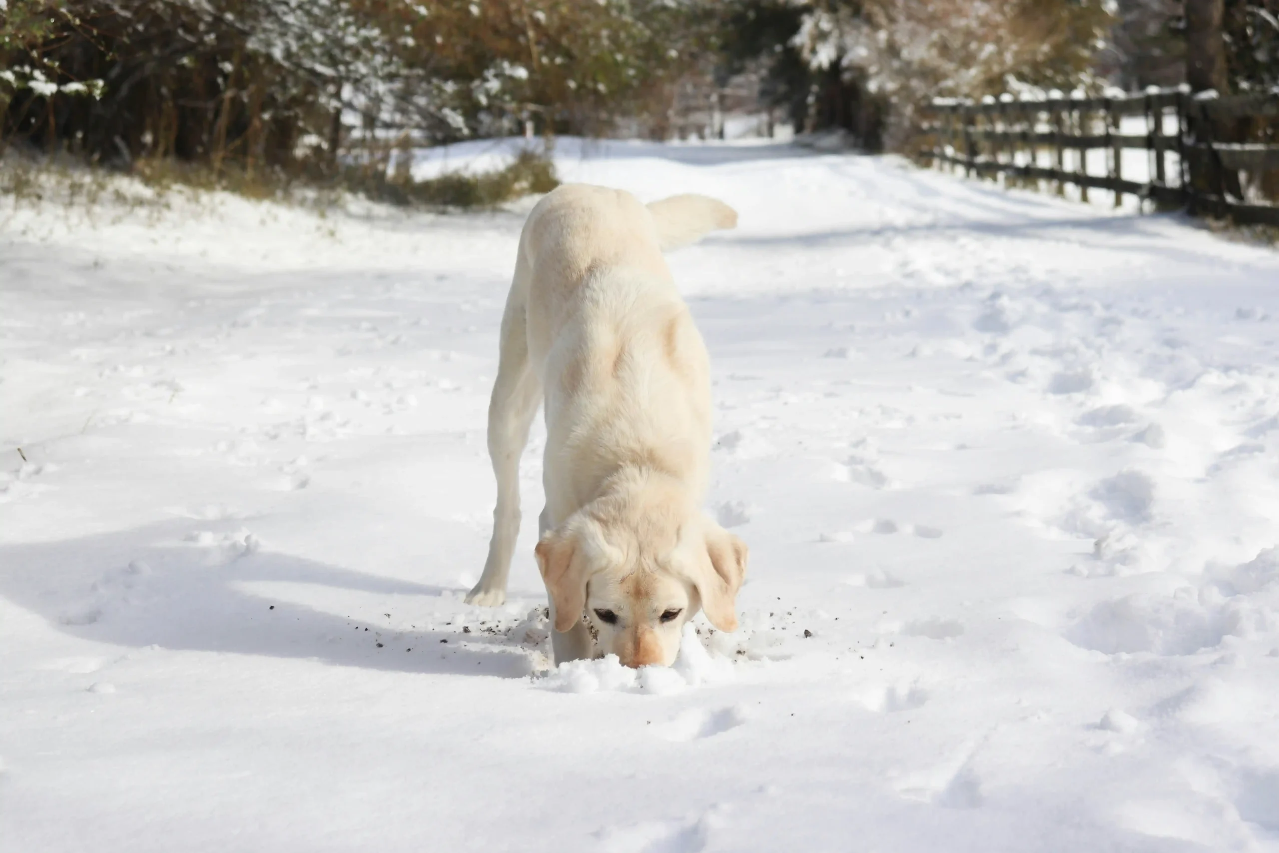 A white dog sniffing the snow