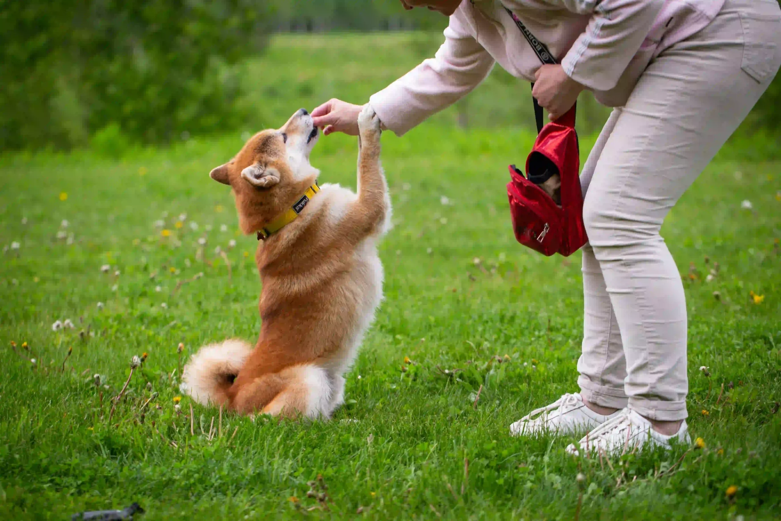 A dog owner training a dog to bark on command