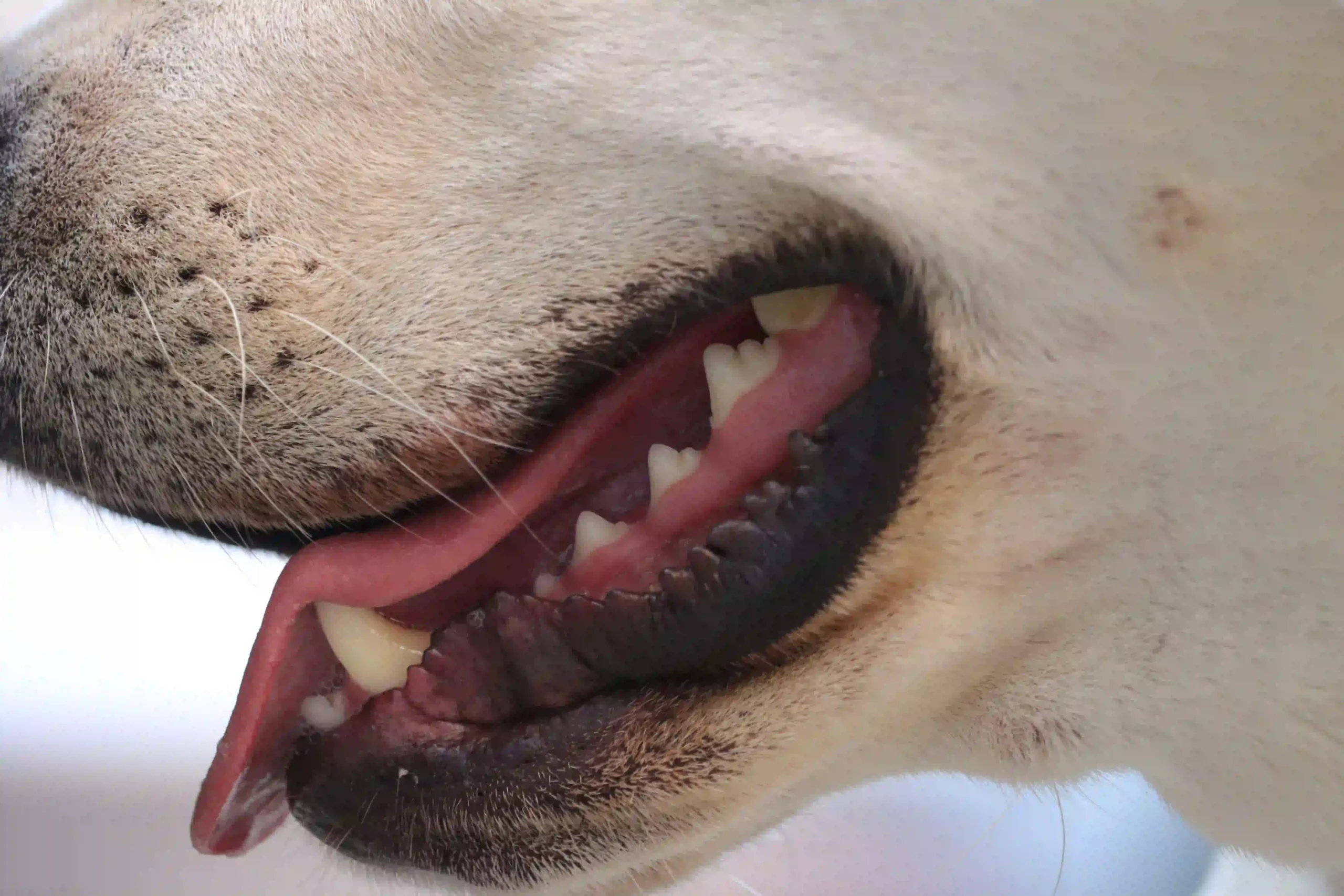Close-up look of a healthy adult dog's mouth